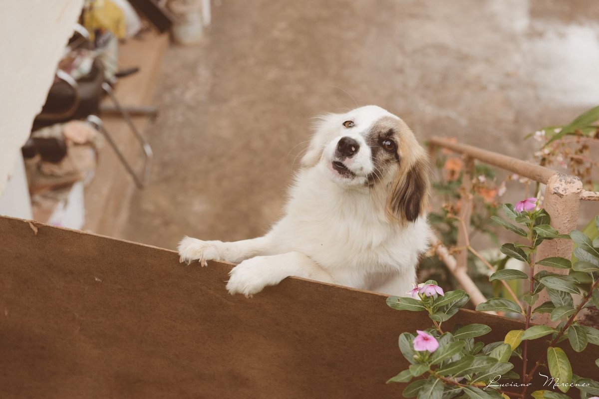 casamento joão monlevade