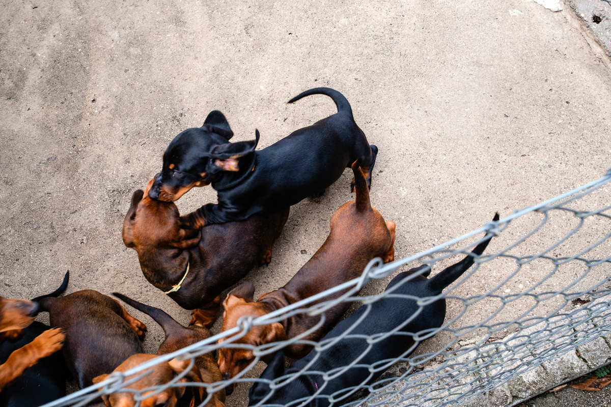 Ensaio de Pré casamento no Recanto das Glicínias