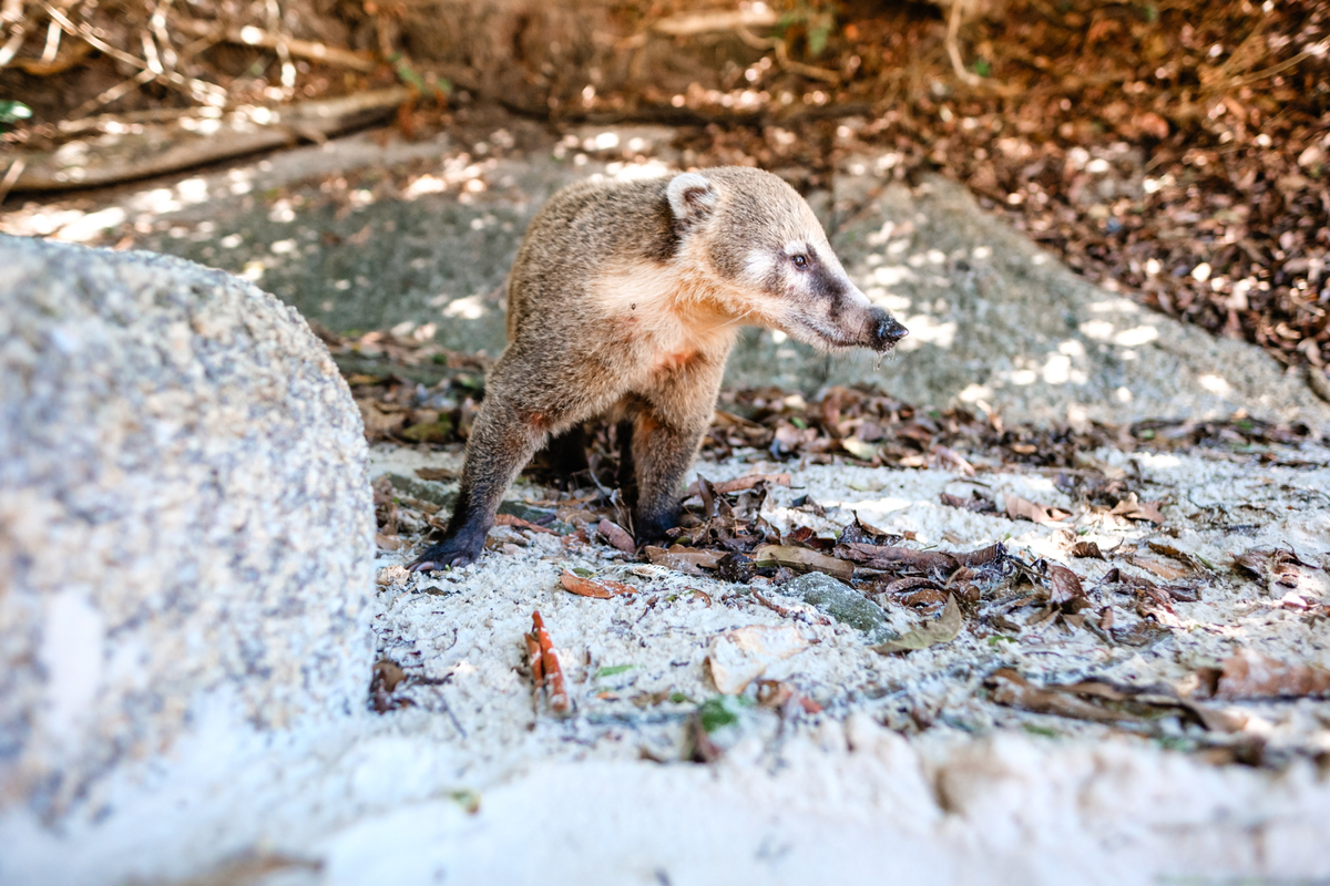Ensaio de Gestante na Praia do Campeche