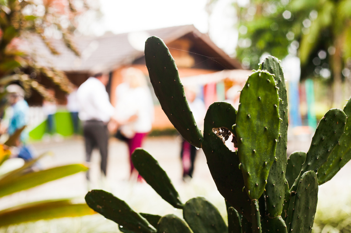 cta eventos, aline paim fotografia, fotografo em joinville, cacto, planta