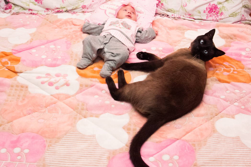 bebe com animal de estimação, ensaio fotografico infantil com animal de estimação, fotografa de familia life style, ensaio fotografico life style em sao bento do sul, life style em sao bento do sul, gato e bebe, bebe recem nascido com gato, 