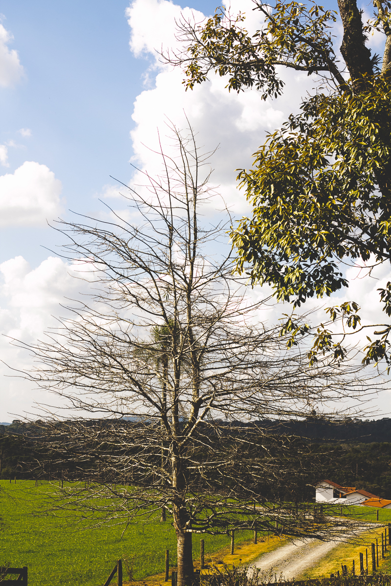 cafe colonial em campo alegre, cafe sweet home, sweet home em campo alegre, campo alegre sc, aline paim fotografia