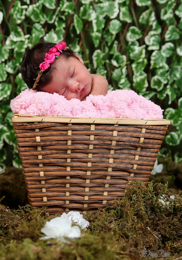 Newborn, Recém-Nascidos, Fotografia de Newborn, Fotografia de Estúdio, Bebês, Barra Bonita, Jardim Secreto