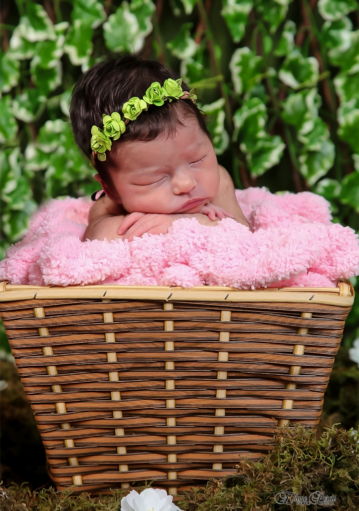 Newborn, Recém-Nascidos, Fotografia de Newborn, Fotografia de Estúdio, Bebês, Barra Bonita, Jardim Secreto