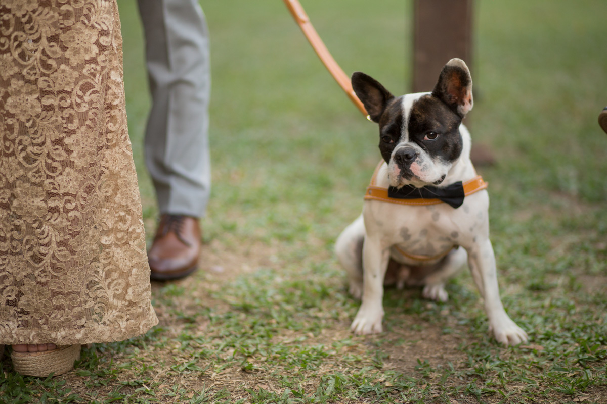 cachorro na cerimonia
