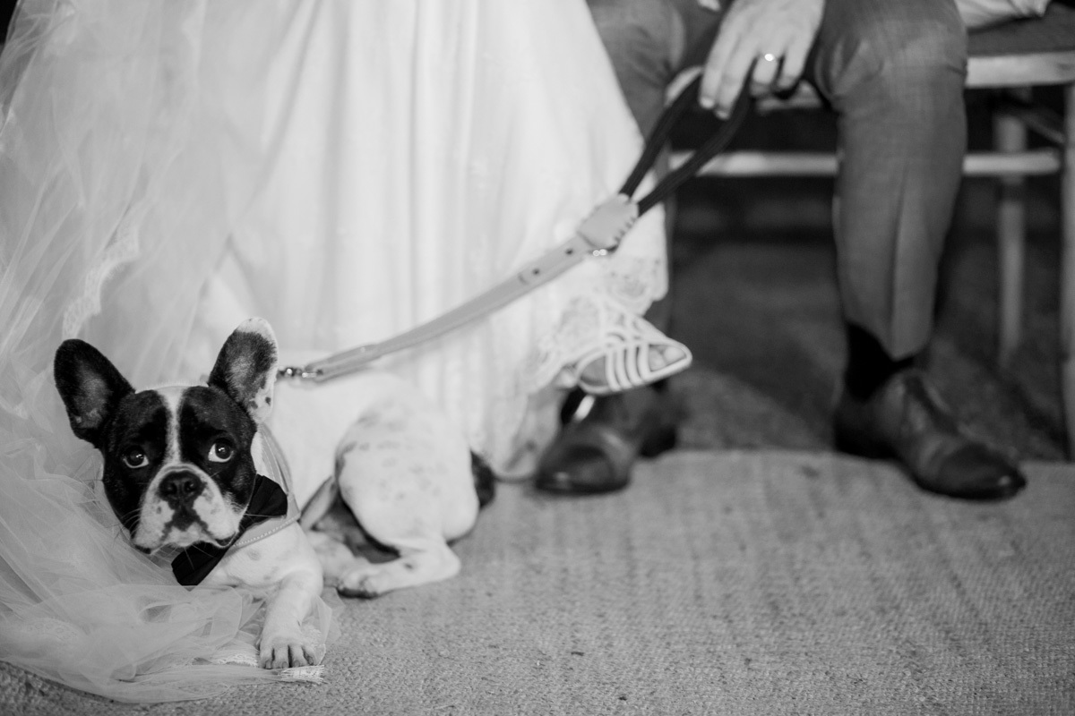 cachorro do casal na cerimonia