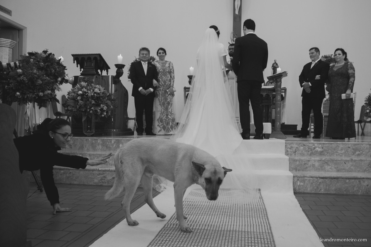 cachorro invade a cerimonia de casamento