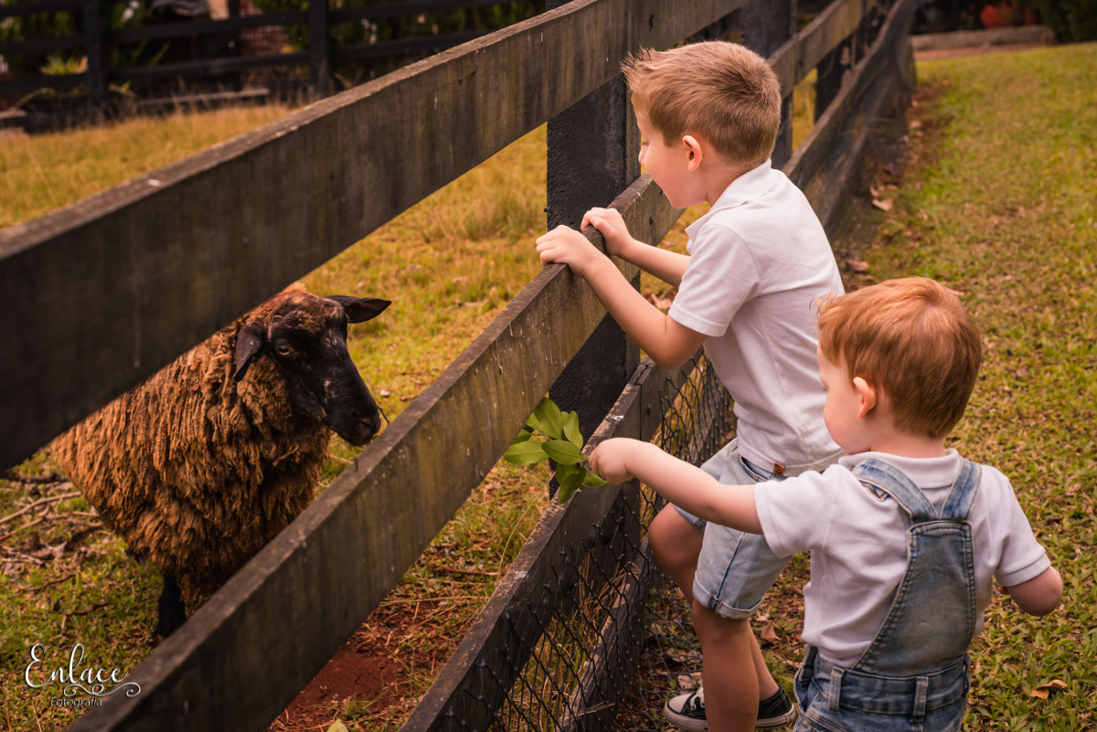 ensaio de família, 2 meninos, sítio, casa dos avós, em lajeado