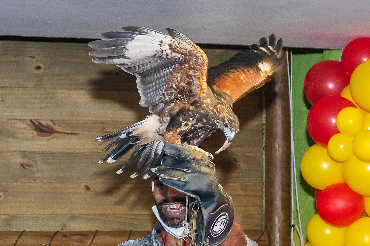 Grande atração da festa: animais vivos na aniversário do Gabriel