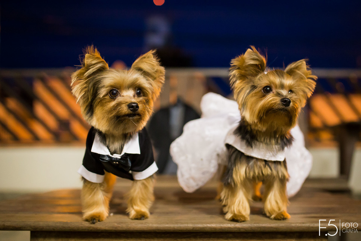 Os pets também fizeram parte do Making of da noiva Lívia, que foi realizado em Muzambinho - MG.