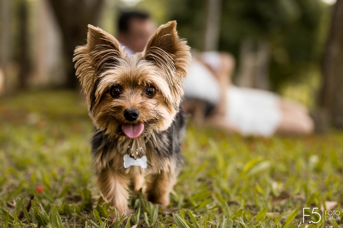 Pet do casal de noivos, Lívia e Renato, que fez parte desse ensaio lindo Pré Wedding em Muzambinho - MG.