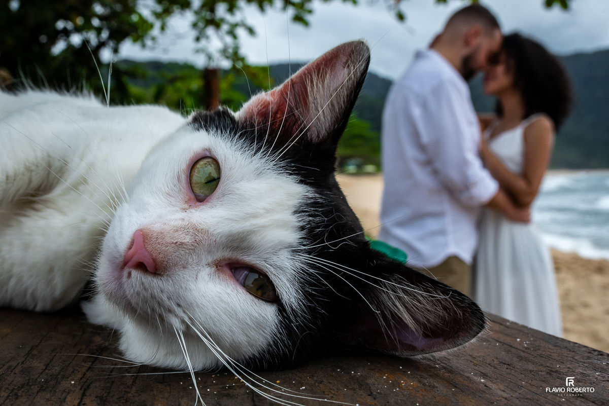gato deitado na mesa enquanto os novis se beijam durante Ensaio Pre Wedding na praia vermelha do norte em ubatuba