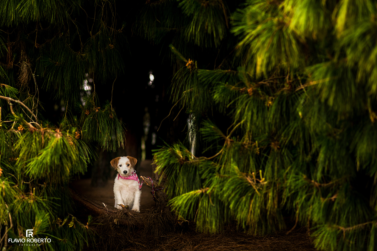 Ensaio-pre-wedding-embalse-del-neusa-flavio-roberto-fotografo