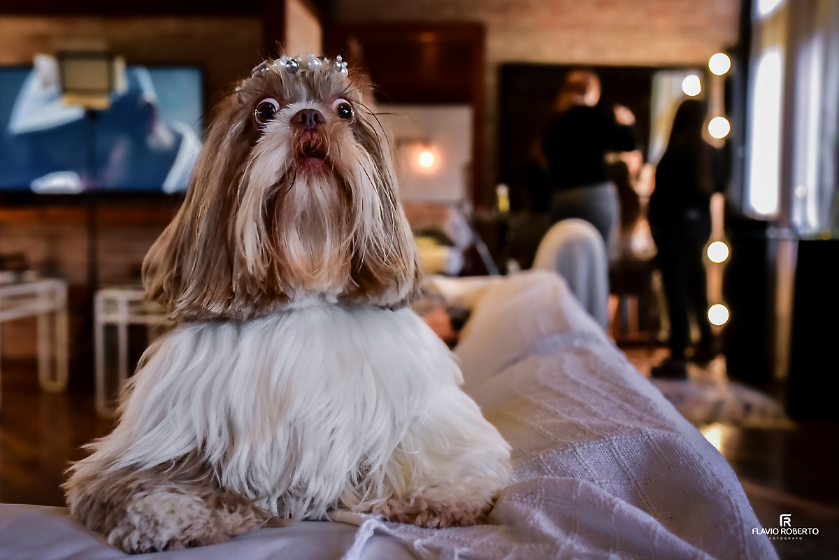 Pet da noiva com roupa de Casamento no Rancho Mustang em Pindamonhangaba.