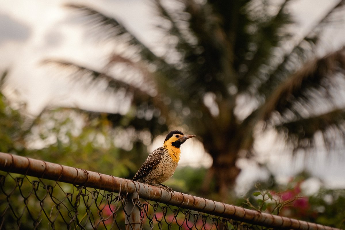 Ensaio pre wedding, ensaio de casal, previa de casal em Brasília, fotos de casamento.