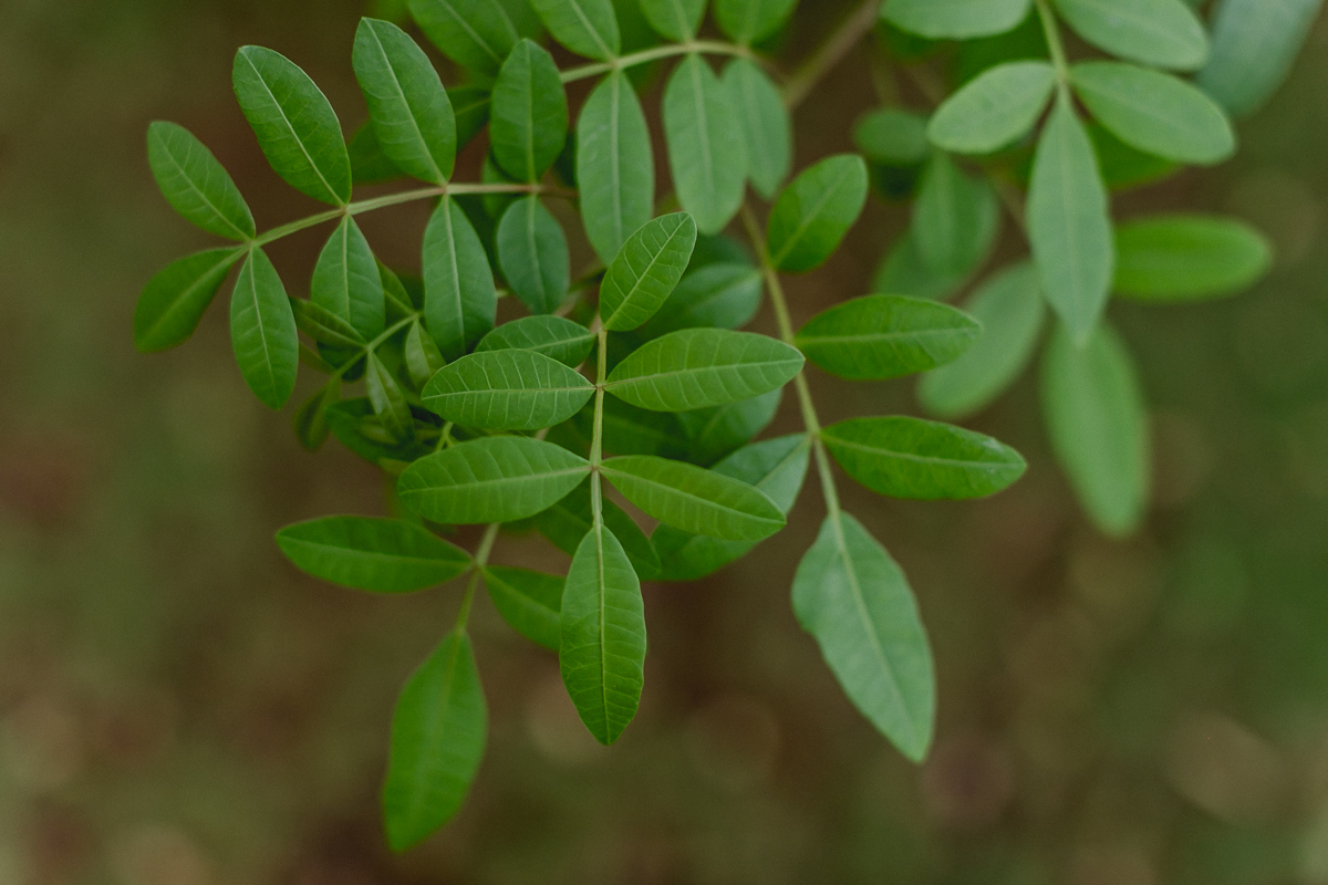 detalhes da folha no condominio na lapa