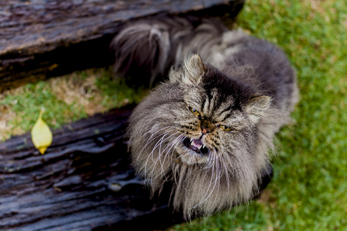 fotografia infantil sp, fotografia de aniversario sp, fotografia festa infantil sp, fotografo festa infantil sp, fotografo festa infantil zona sul, foto infantil, fotografo para aniversario, fotografia aniversario infantil, fotografo para festa infantil e