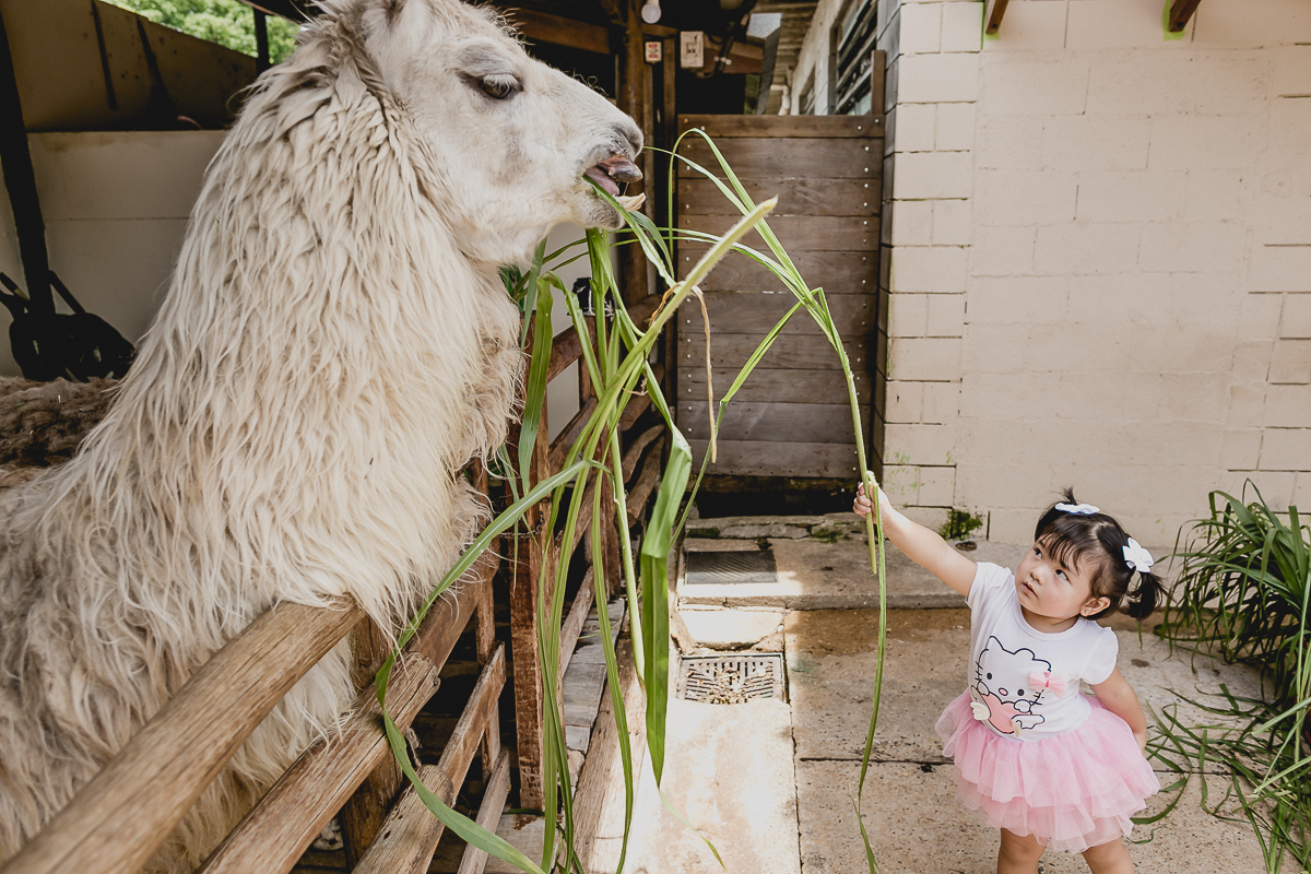 dando comida para as lhamas no buffet adventree localizado em sao caetano do sul sp
