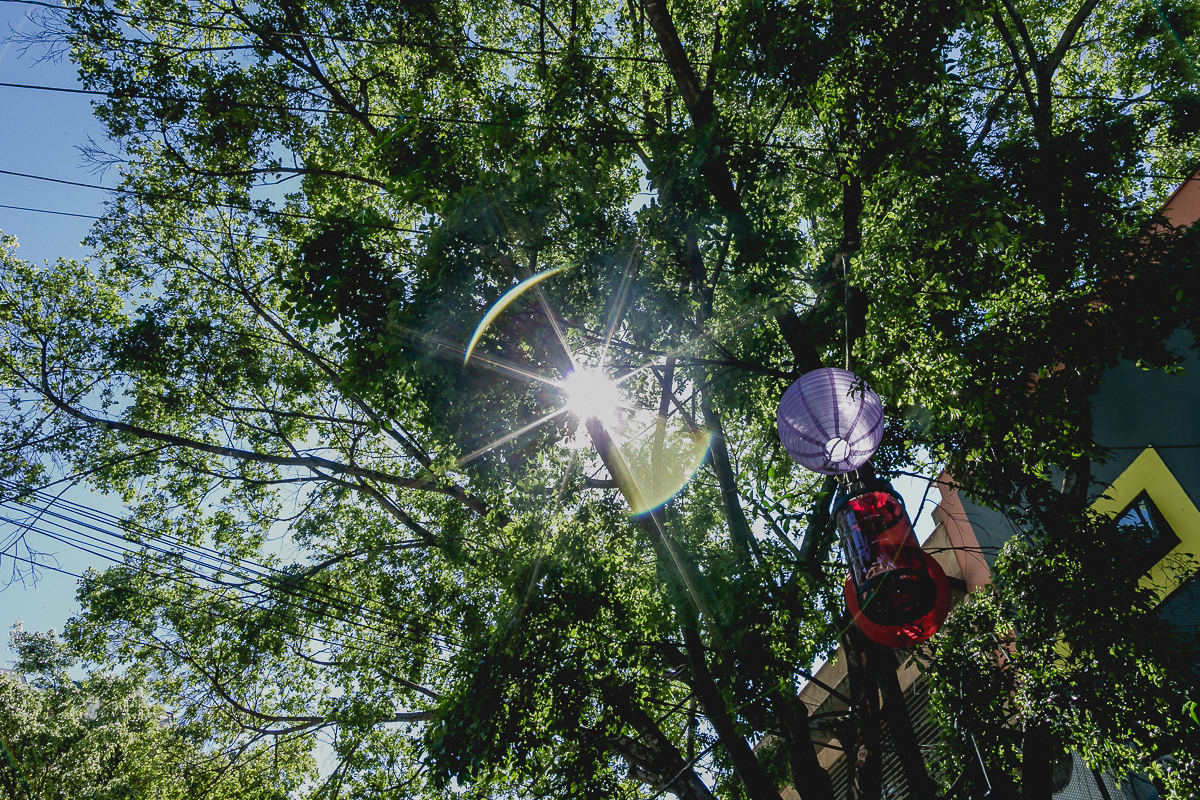 raio de show passando pelas folhas das arvores do buffet miniland tree