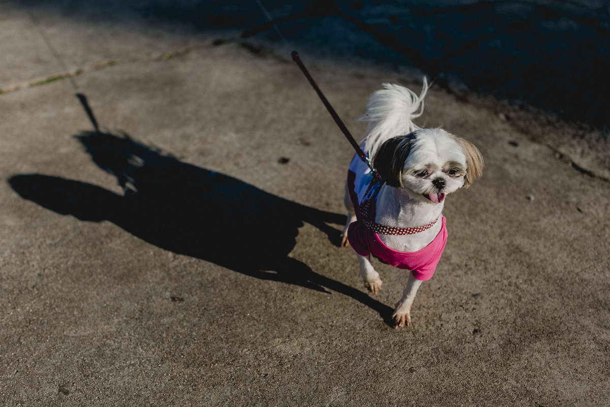 cookie posando para a foto