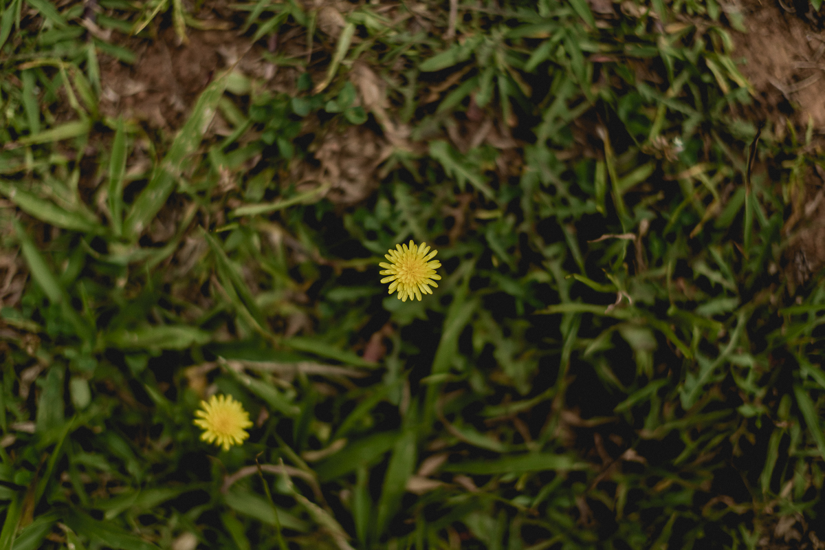 flor amarela linda
