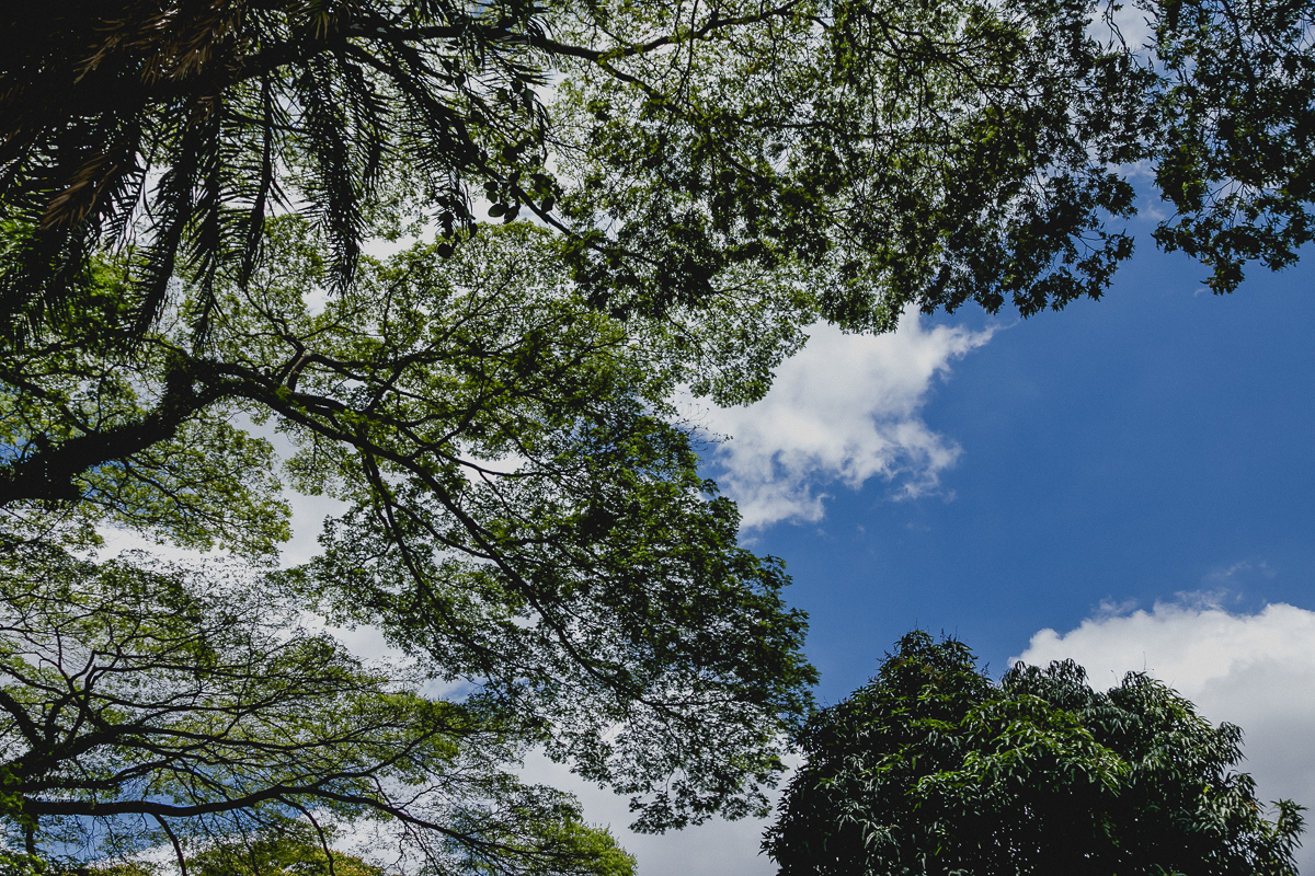 arvore e céu azul em dia ensolarado