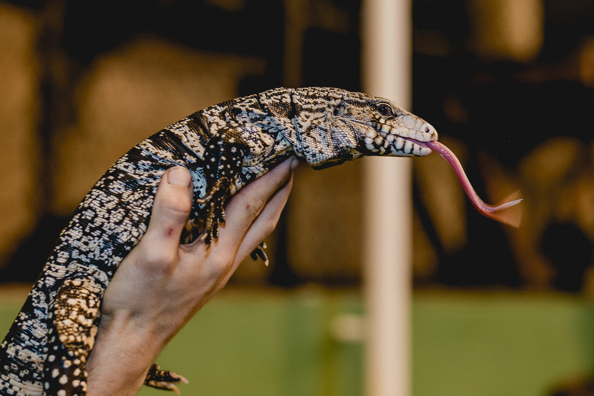 lagarto mostrando a lingua