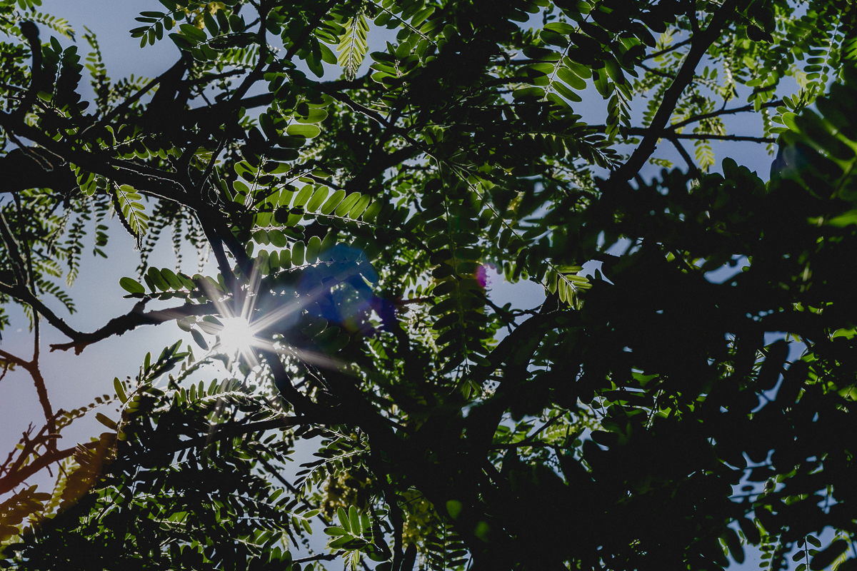sol entre as folhas da arvore