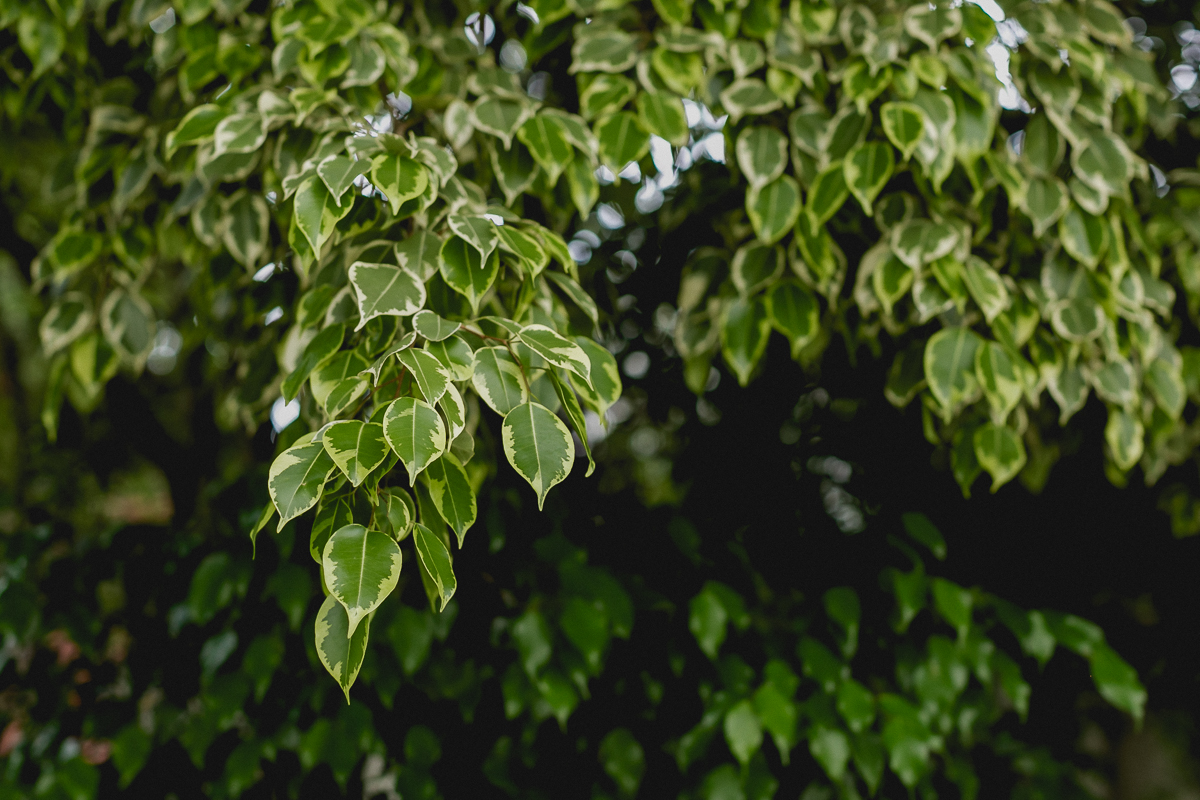 arvores no piso terreo do predio