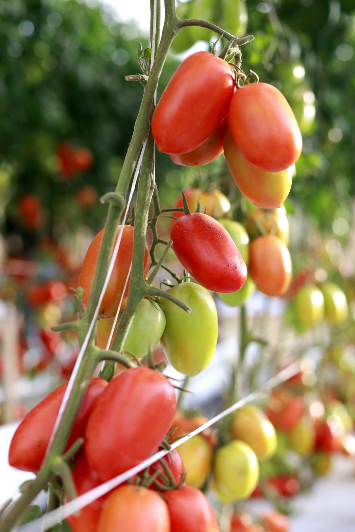 Tomates em cultivo apresentados durante a AgroBrasília 2026