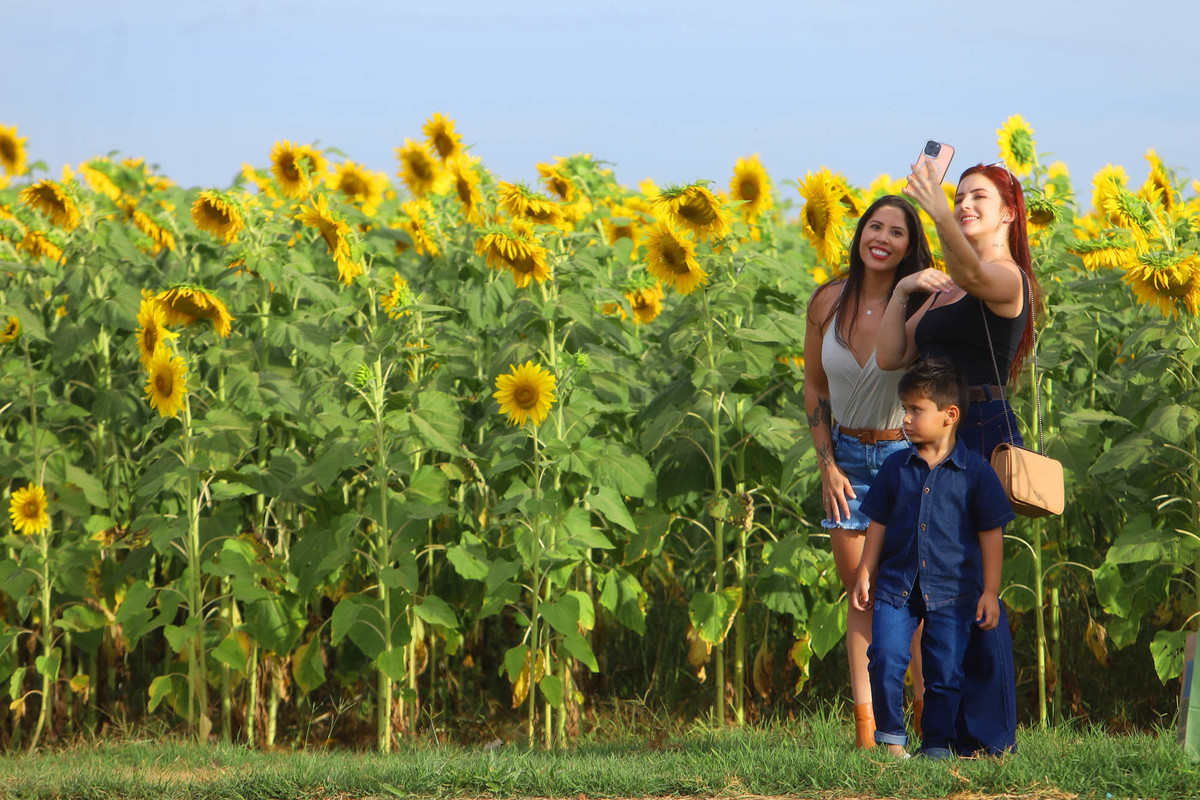 Família visita área de girassóis durante a AgroBrasília 2026
