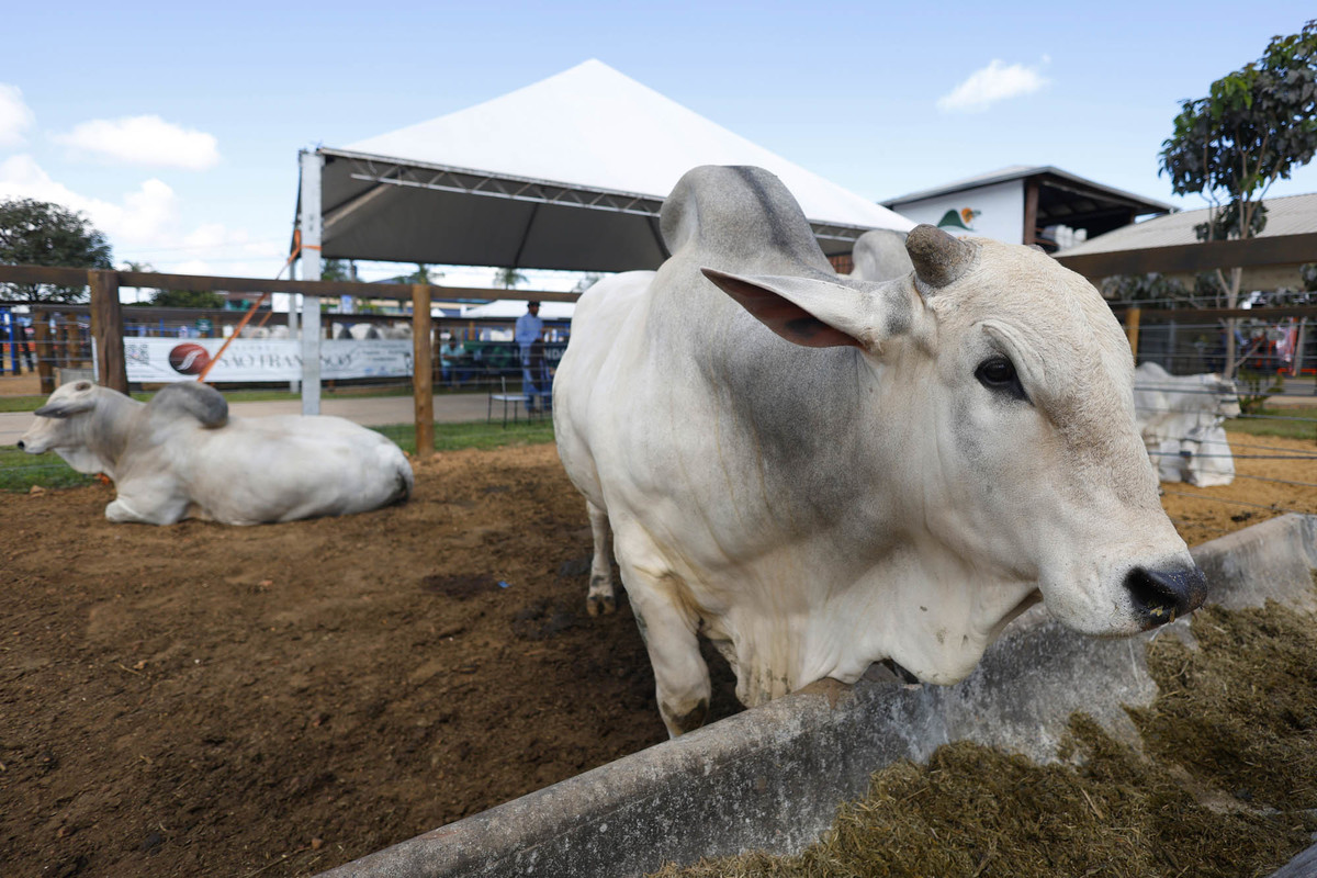 Bovinos em exposição pecuária durante a AgroBrasília 2026