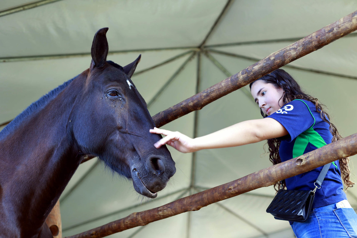 Visitante interage com equino no espaço de animais da AgroBrasília 2026