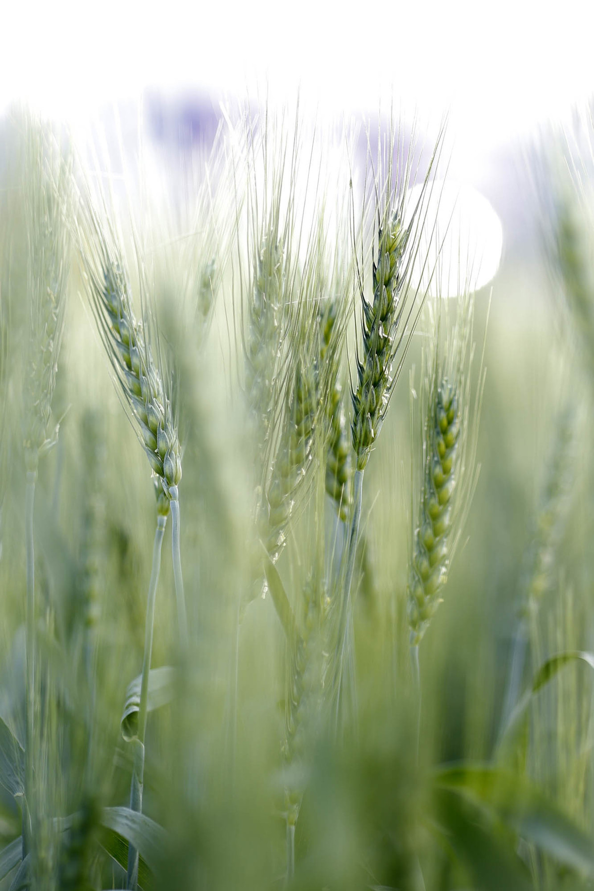 Trigo em área demonstrativa da AgroBrasília 2026