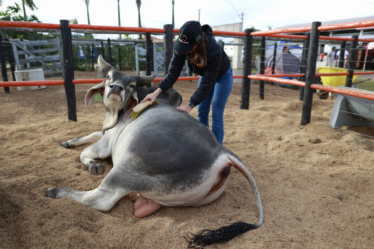 Visitantes interagem com animais no espaço de pecuária da AgroBrasília 2026