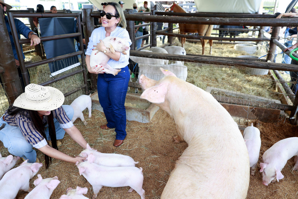 Suíno em exposição no espaço de pecuária da AgroBrasília 2026
