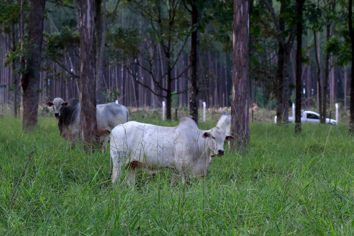 Animal em área demonstrativa de Integração Lavoura-Pecuária-Floresta (ILPF) na AgroBrasília 2026