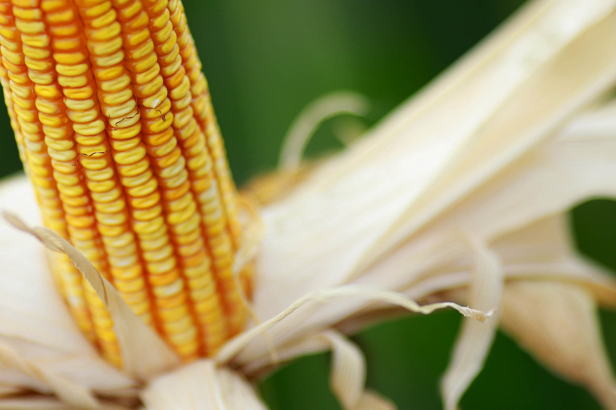 Espiga de milho em destaque na área agrícola da AgroBrasília 2026