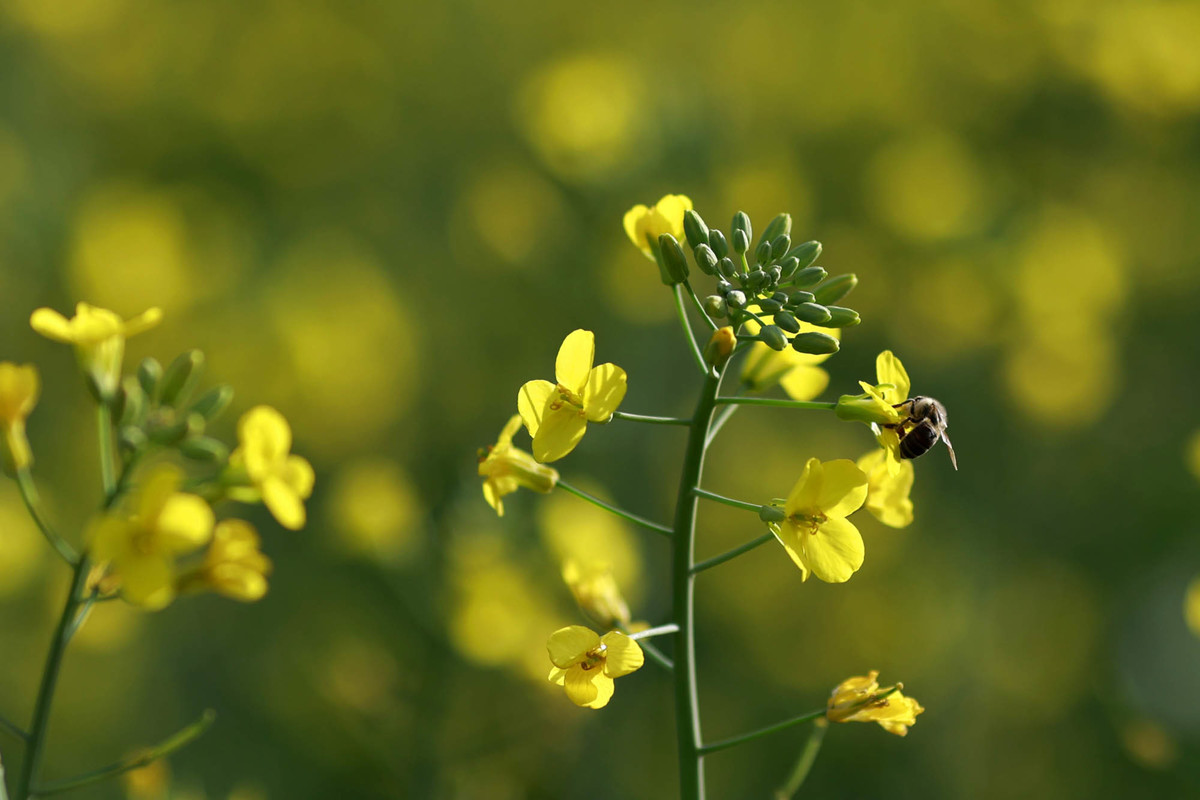 Flor de canola com inseto polinizador em área agrícola da AgroBrasília 2026