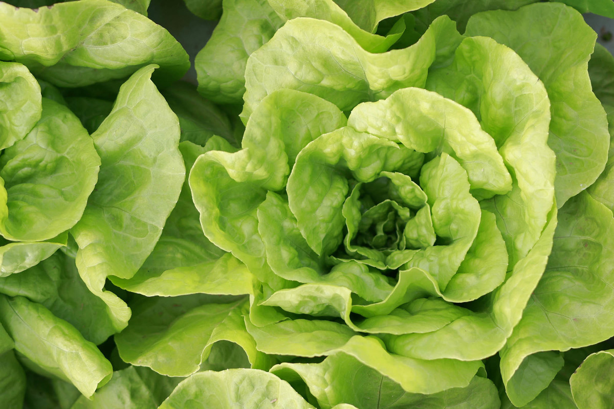Alface cultivada em demonstração de horticultura na AgroBrasília 2026