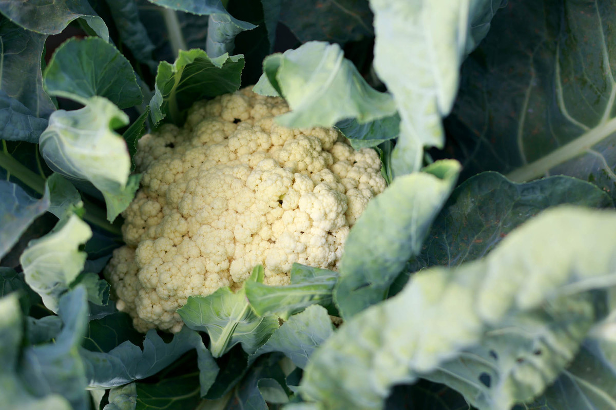 Couve-flor cultivada em área demonstrativa da AgroBrasília 2026