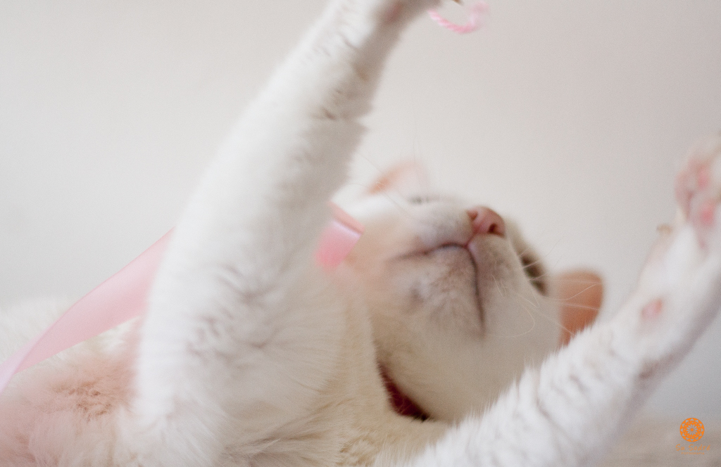 Su Sodré Fotografia-Ensaio de pet-Vitória