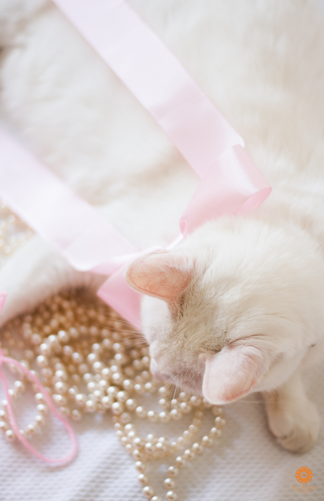 Su Sodré Fotografia-Ensaio de pet-Vitória