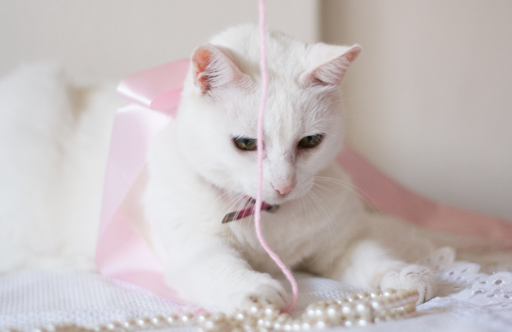 Su Sodré Fotografia-Ensaio de pet-Vitória