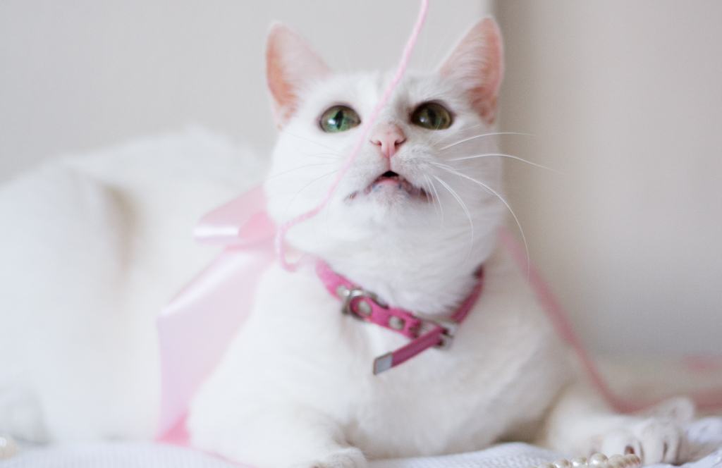 Su Sodré Fotografia-Ensaio de pet-Vitória