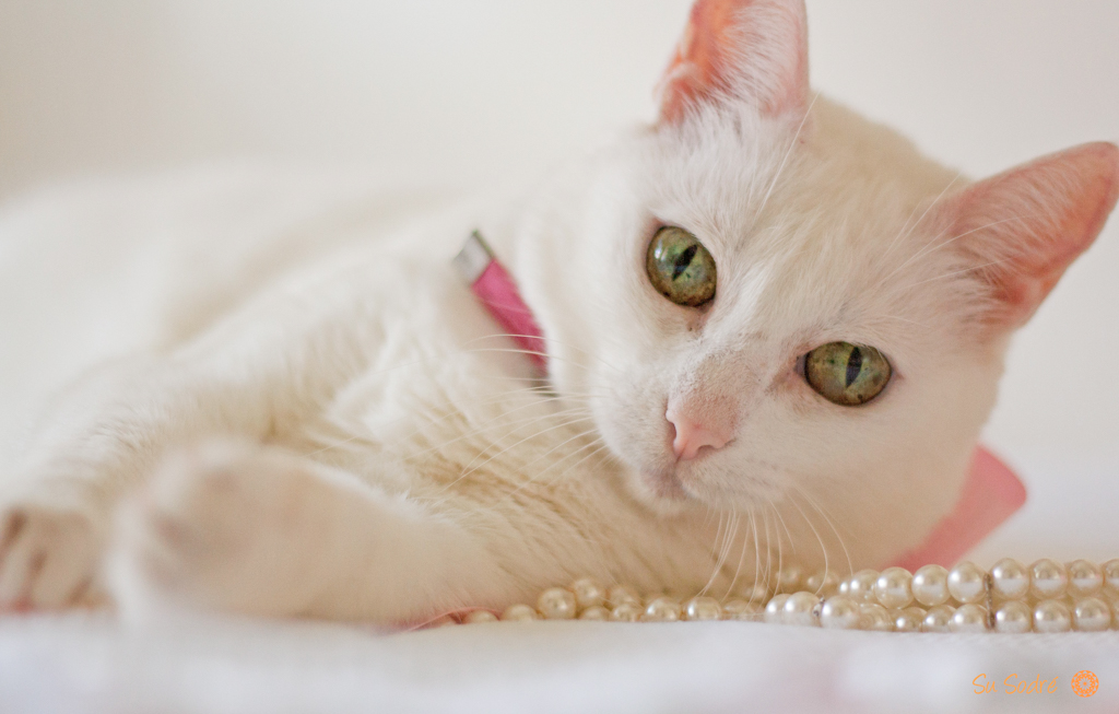 Su Sodré Fotografia-Ensaio de pet-Vitória