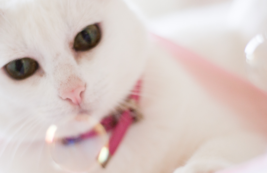 Su Sodré Fotografia-Ensaio de pet-Vitória