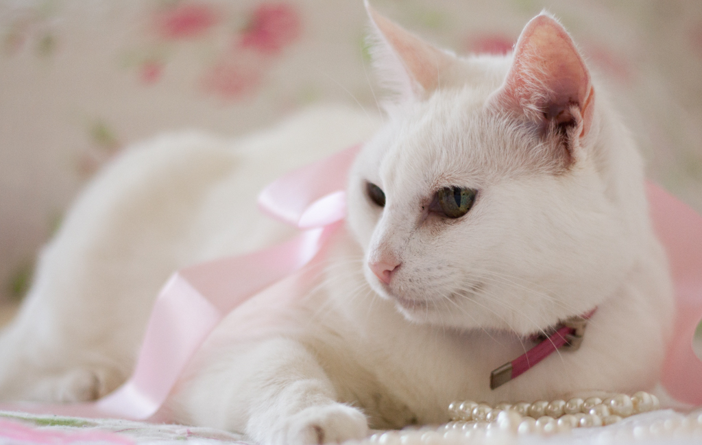 Su Sodré Fotografia-Ensaio de pet-Vitória