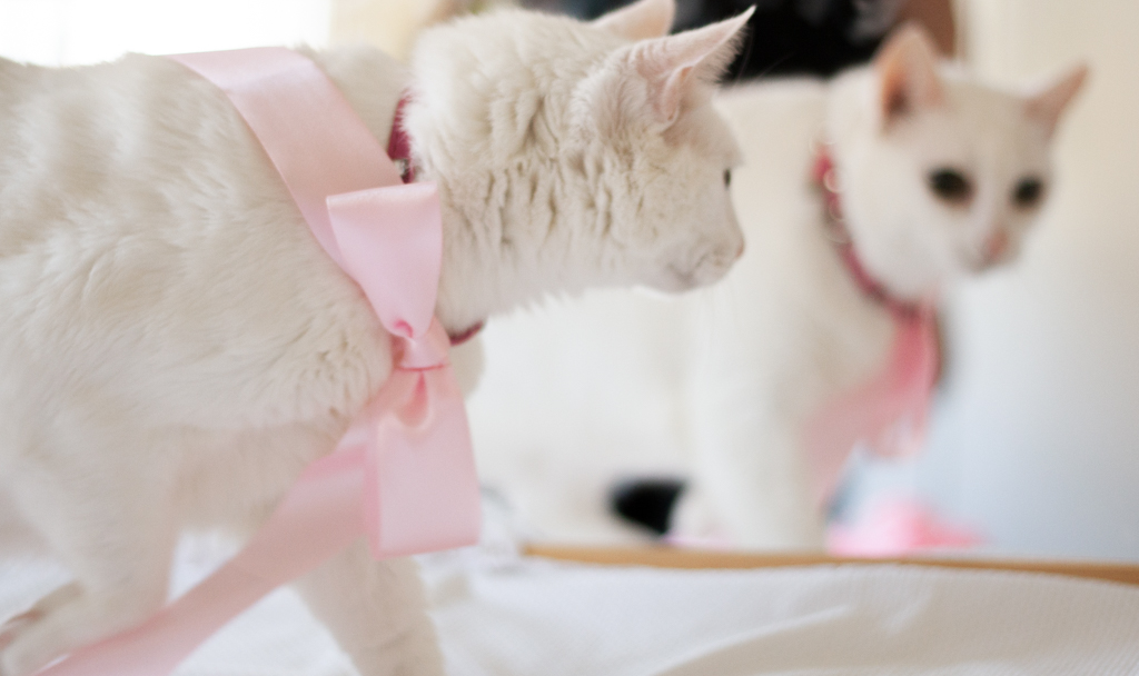 Su Sodré Fotografia-Ensaio de pet-Vitória