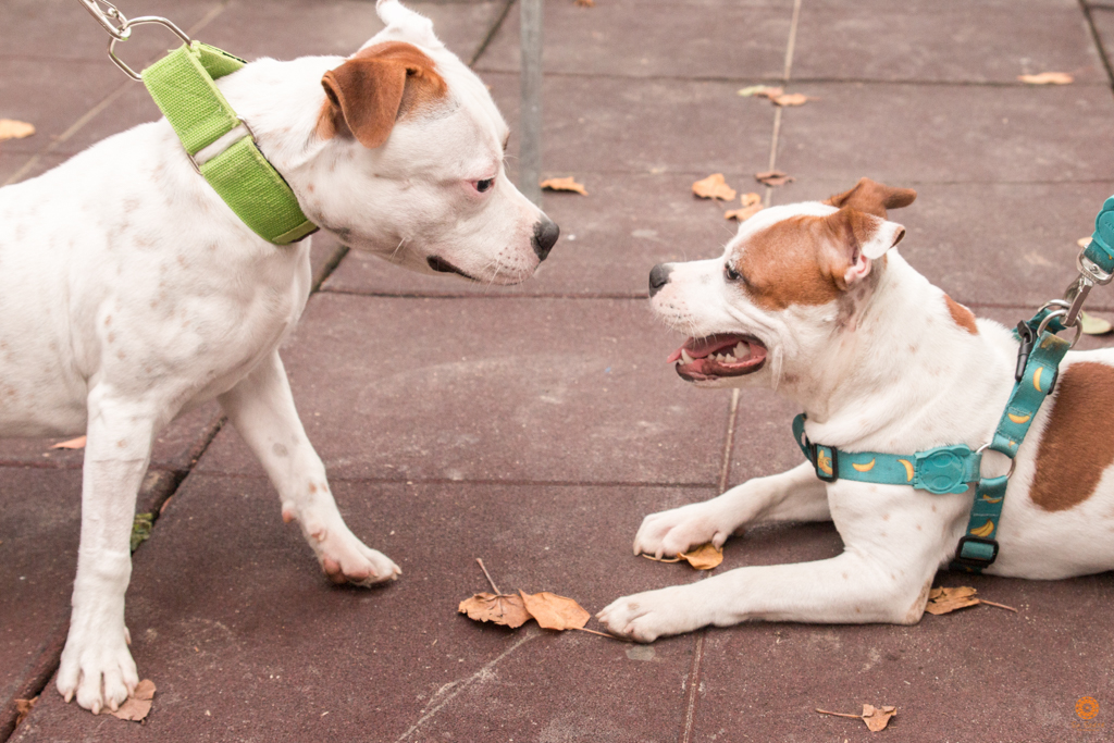 Encontro da Raça Starfordshire Bul Terrier,Su Sodré Fotografia
